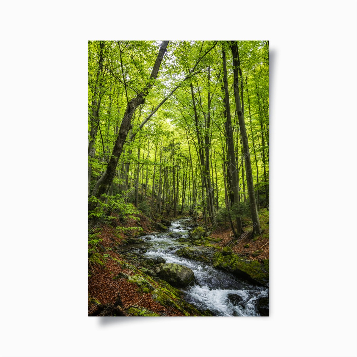 Poster torrente nel bosco primaverile • Wallissimo®