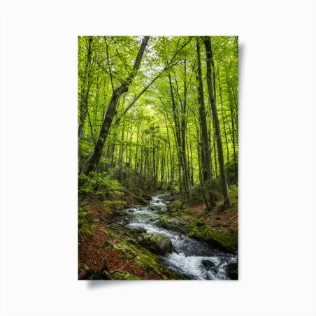 Poster torrente nel bosco primaverile • Wallissimo®