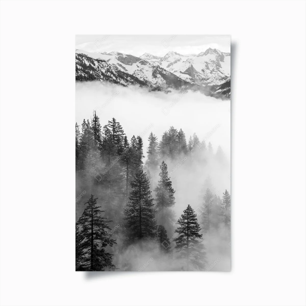 Poster nebbia tra le sequoie del Giant Forest, Sierra Nevada • Wallissimo® Poster nebbia tra le sequoie del Giant Forest, Sierra Nevada • Wallissimo®