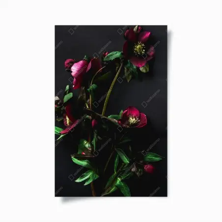 Poster composizione floreale scura su sfondo nero • Wallissimo®