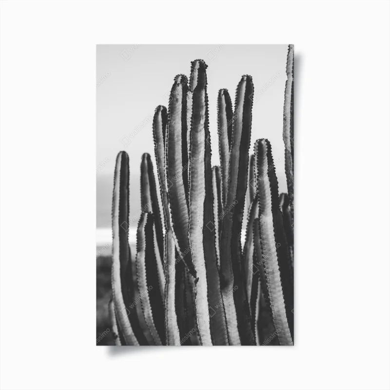 Poster cactus in bianco e nero dettaglio verticale