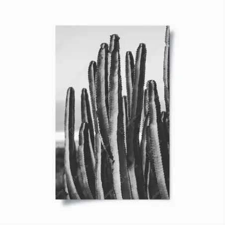 Poster cactus in bianco e nero dettaglio verticale • Wallissimo®