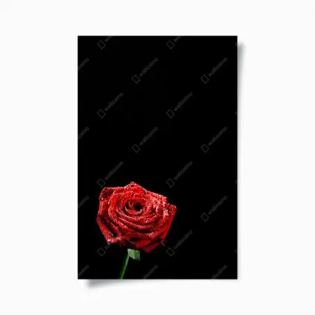 Poster rosa rossa su sfondo nero con gocce di rugiada • Wallissimo®