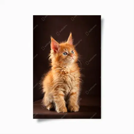 Poster gattino arancione dal manto soffice e occhi azzurri • Wallissimo®