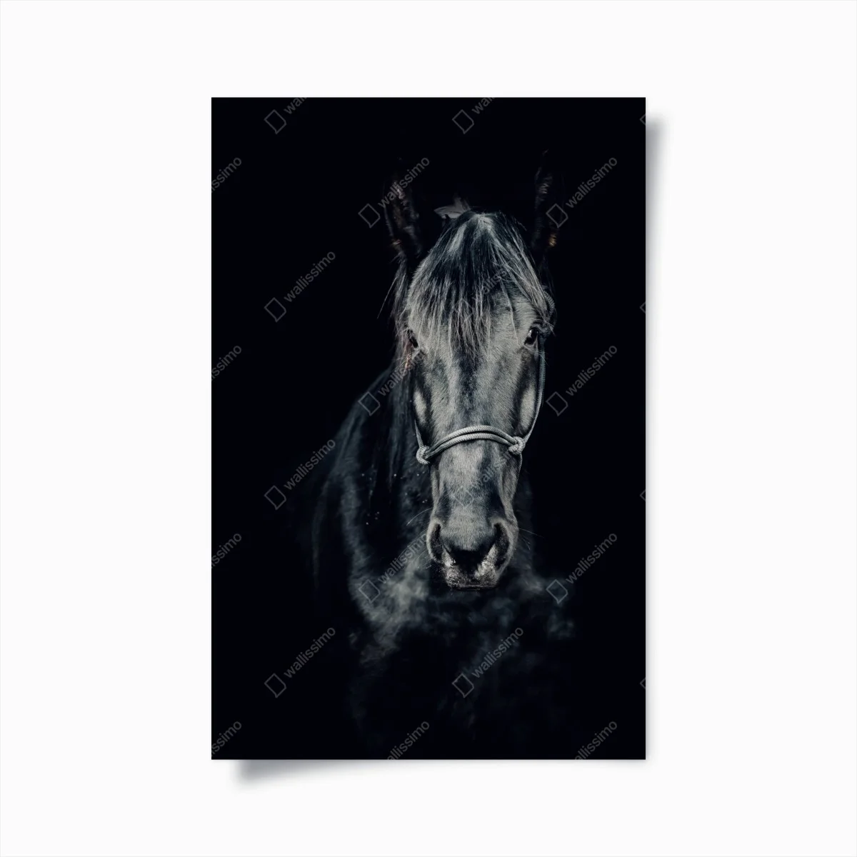 Poster sguardo d'inverno: ritratto di cavallo nero • Wallissimo® Poster sguardo d'inverno: ritratto di cavallo nero • Wallissimo®