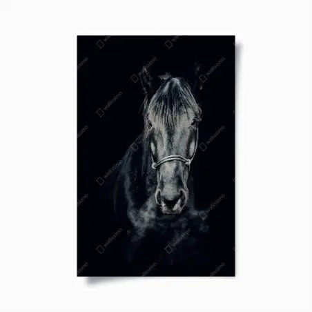 Poster sguardo d'inverno: ritratto di cavallo nero • Wallissimo®
