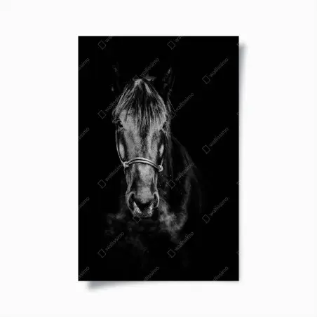 Poster ritratto intenso di cavallo in bianco e nero • Wallissimo®