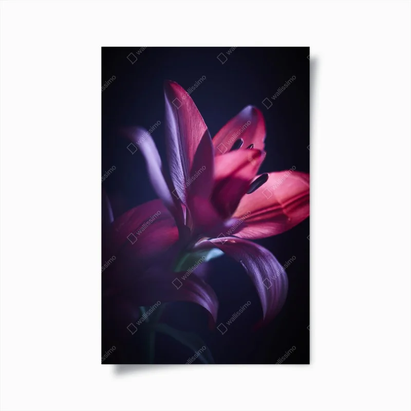 Poster giglio cremisi in controluce