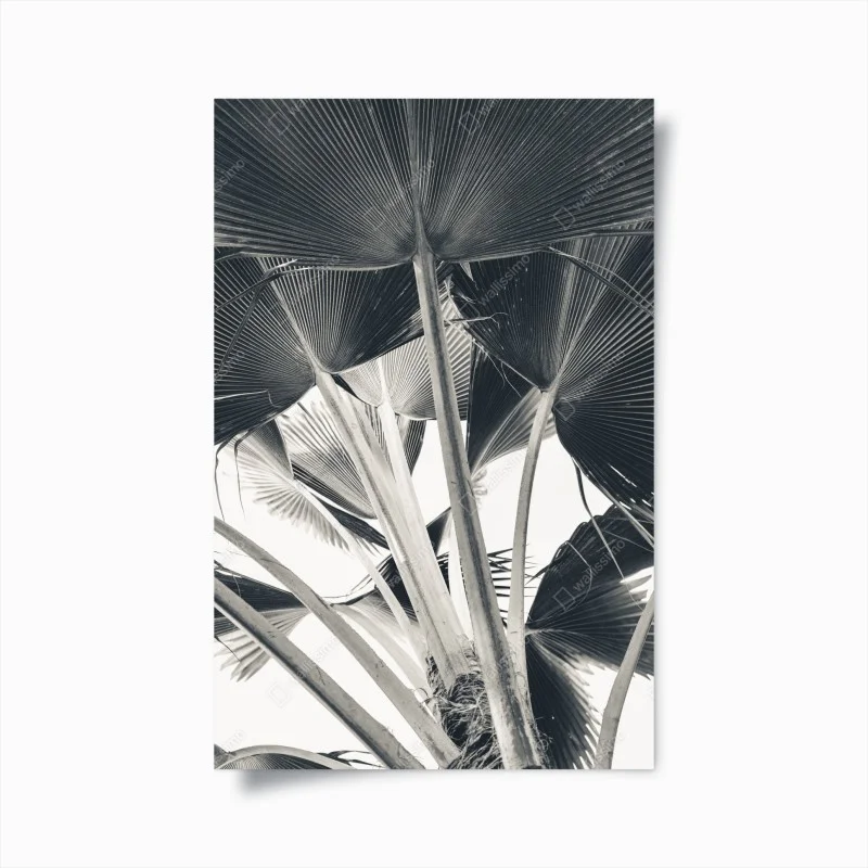 Poster dettaglio di palme a ventaglio in bianco e nero