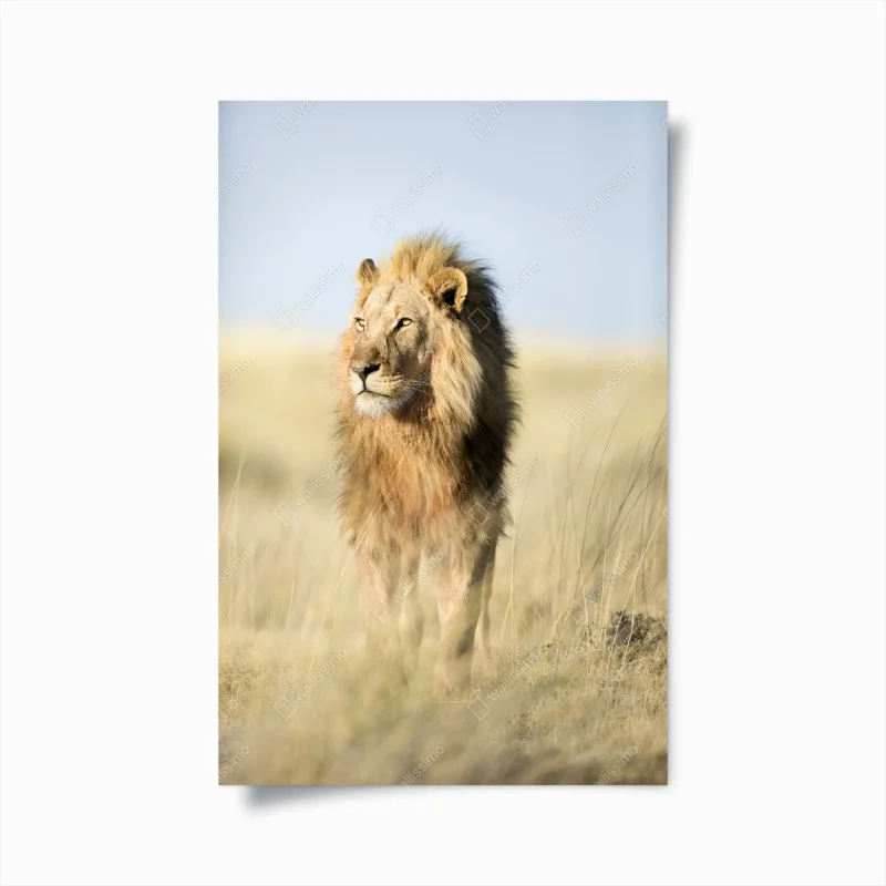 Poster il re della savana
