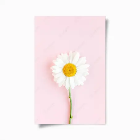 Poster margherita su sfondo rosa pastello • Wallissimo®