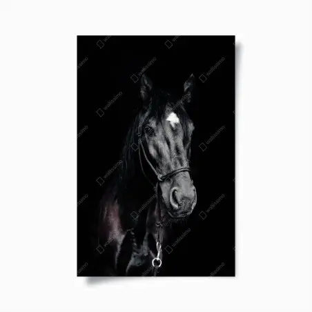 Poster ritratto elegante di cavallo su sfondo scuro • Wallissimo®