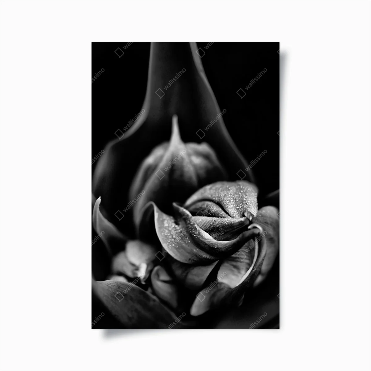Poster gocce su petali in bianco e nero • Wallissimo® Poster gocce su petali in bianco e nero • Wallissimo®
