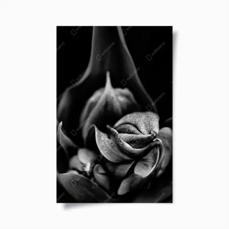 Poster gocce su petali in bianco e nero • Wallissimo®