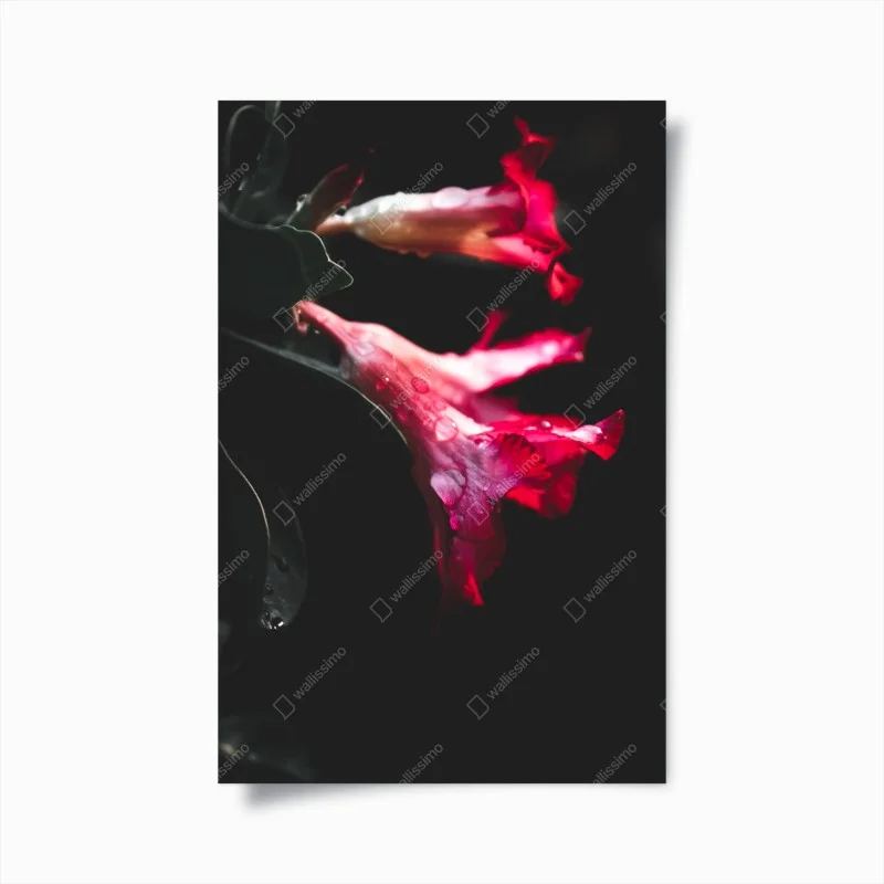 Poster eleganza floreale su fondo scuro