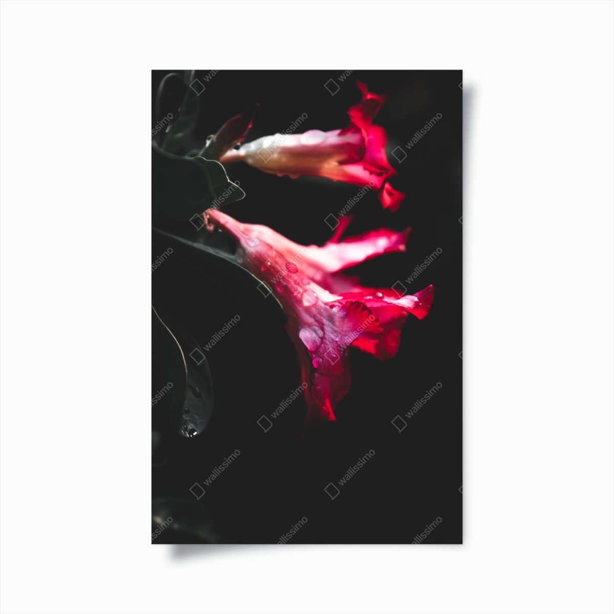 Poster eleganza floreale su fondo scuro • Wallissimo®