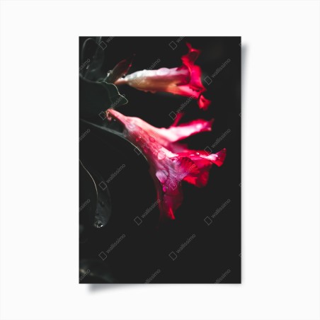 Poster eleganza floreale su fondo scuro • Wallissimo®
