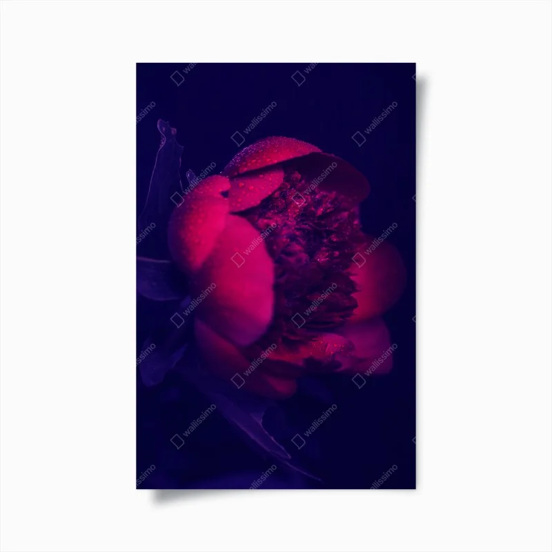 Poster peonia notturna con rugiada