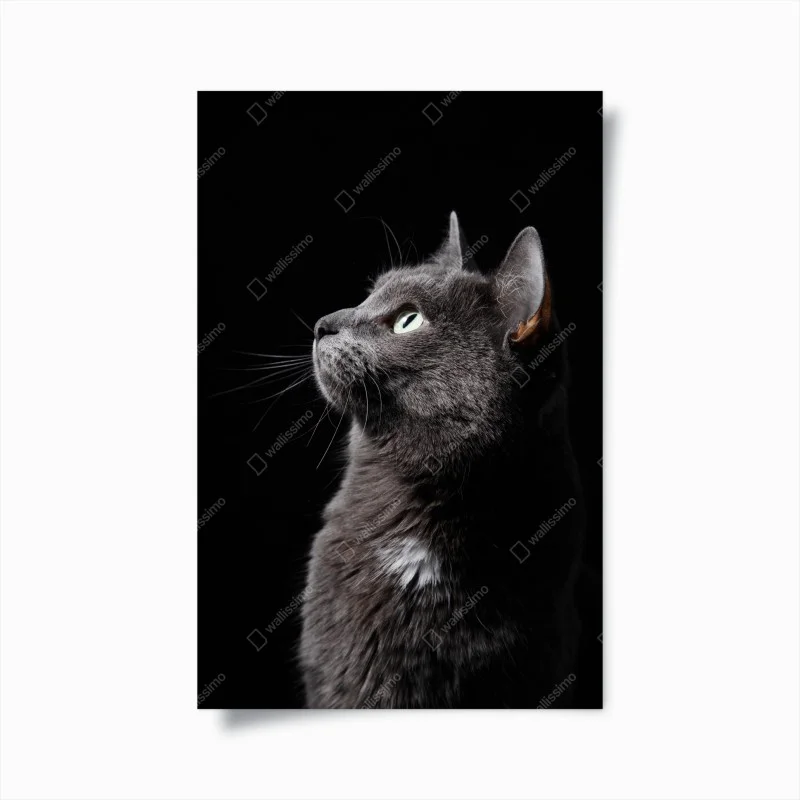 Poster ritratto etereo di gatto grigio