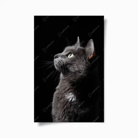 Poster ritratto etereo di gatto grigio • Wallissimo®