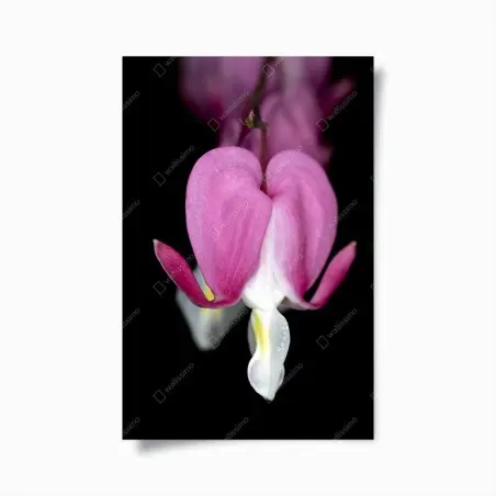 Poster fiore a forma di cuore su sfondo nero • Wallissimo®