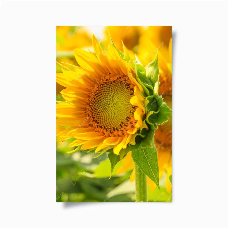 Poster girasole in primo piano dal colore solare