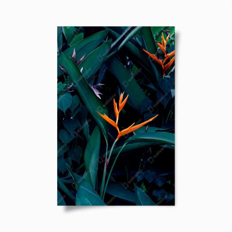 Poster uccello del paradiso tra foglie lussureggianti