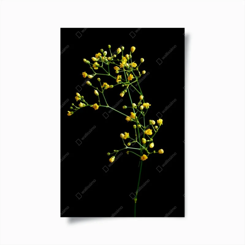 Poster elegante gipsofila gialla su sfondo nero