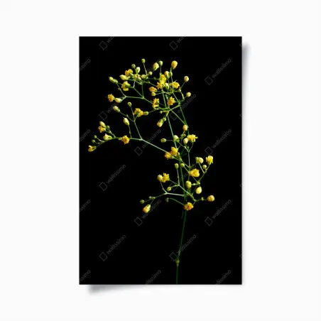 Poster elegante gipsofila gialla su sfondo nero • Wallissimo®