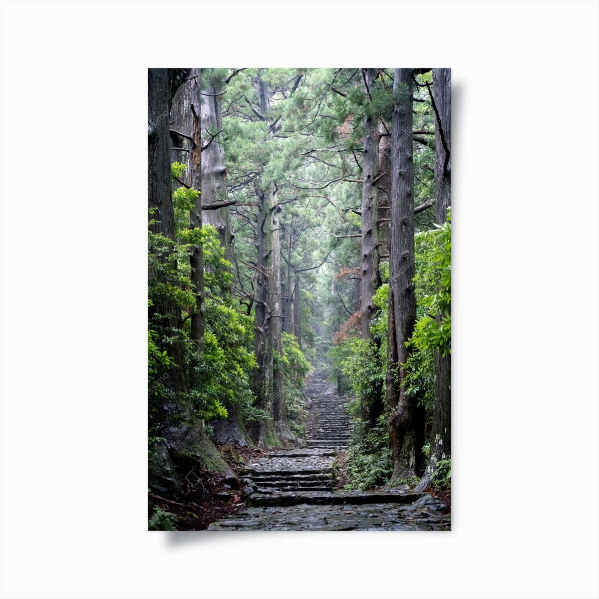 Poster sentiero silenzioso nella foresta secolare • Wallissimo®