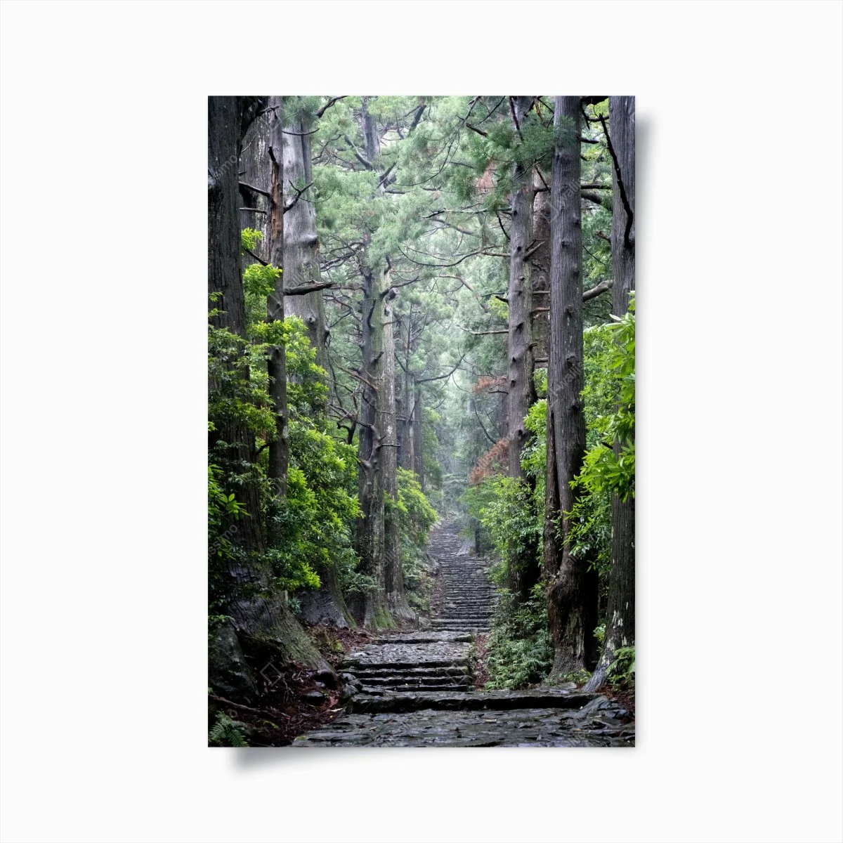 Poster sentiero silenzioso nella foresta secolare • Wallissimo® Poster sentiero silenzioso nella foresta secolare • Wallissimo®