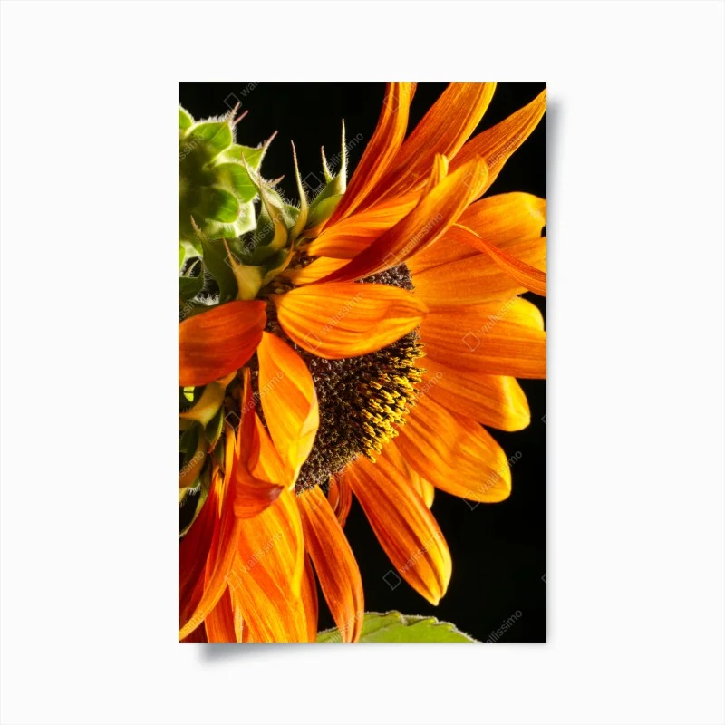 Poster girasole arancione in primo piano