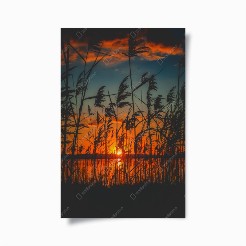 Poster tramonto sulle rive: silhouette di canne al vento