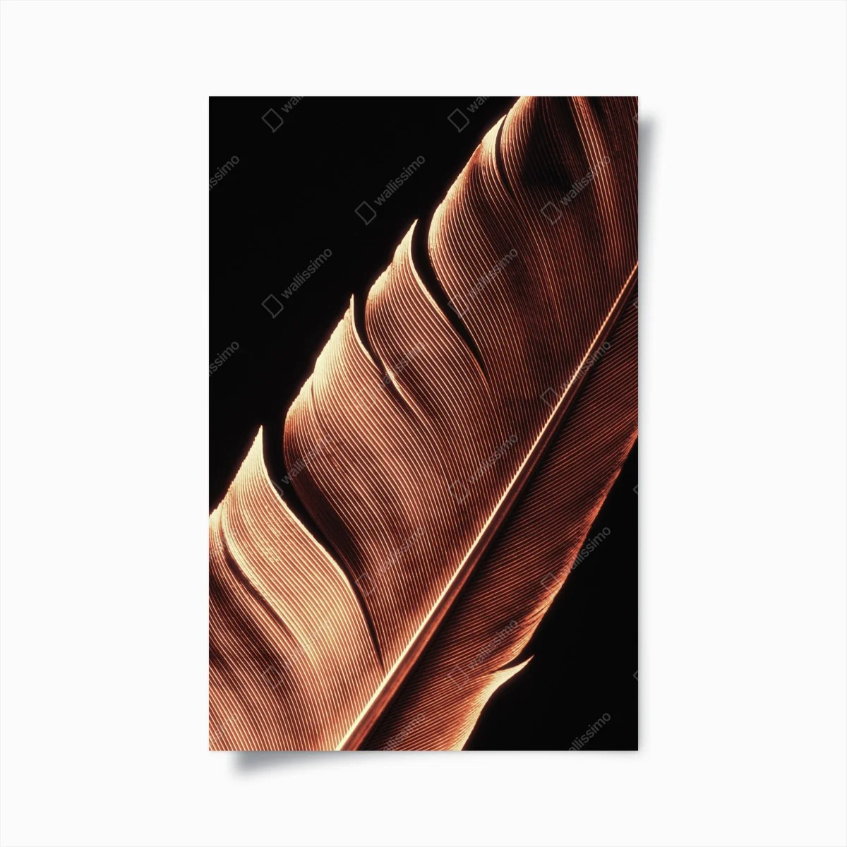 Poster dettaglio di piuma in bianco e nero • Wallissimo® Poster dettaglio di piuma in bianco e nero • Wallissimo®