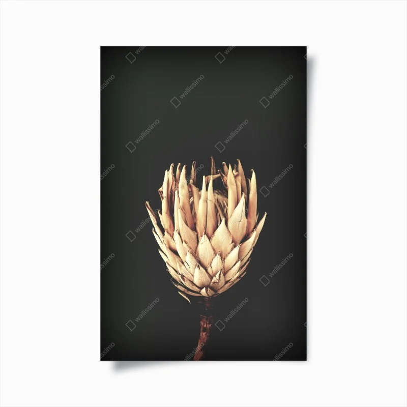 Poster protea essiccata su sfondo scuro, botanica minimal