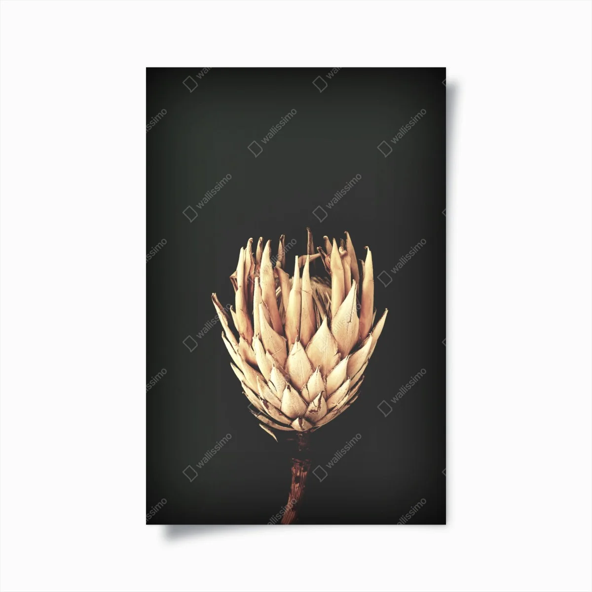 Poster protea essiccata su sfondo scuro, botanica minimal • Wallissimo® Poster protea essiccata su sfondo scuro, botanica minimal • Wallissimo®