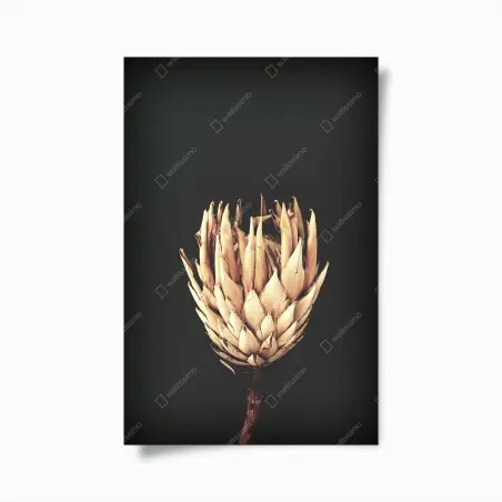 Poster protea essiccata su sfondo scuro, botanica minimal • Wallissimo®