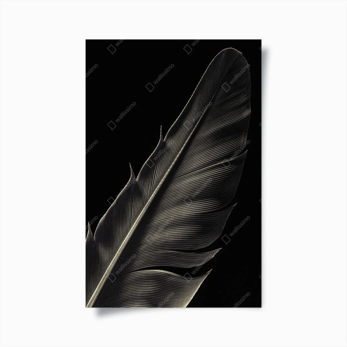 Poster piuma in primo piano, eleganza in bianco e nero • Wallissimo® Poster piuma in primo piano, eleganza in bianco e nero • Wallissimo®