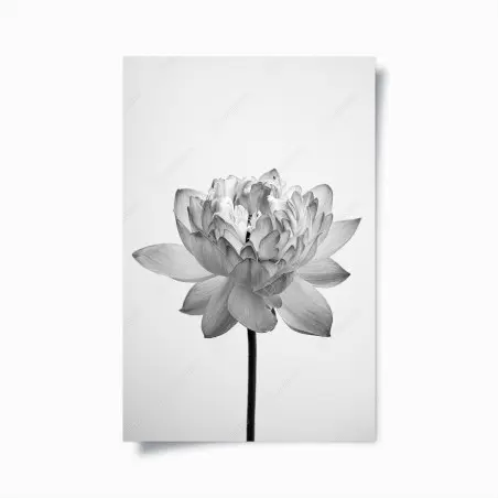 Poster fioritura di loto in bianco e nero • Wallissimo®