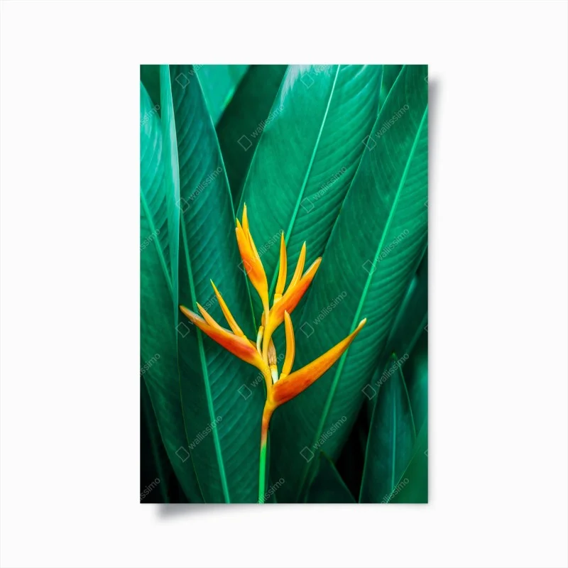 Poster fiore tropicale su fogliame verde intenso