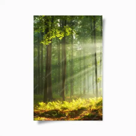 Poster mattina autunnale nella foresta antica • Wallissimo®