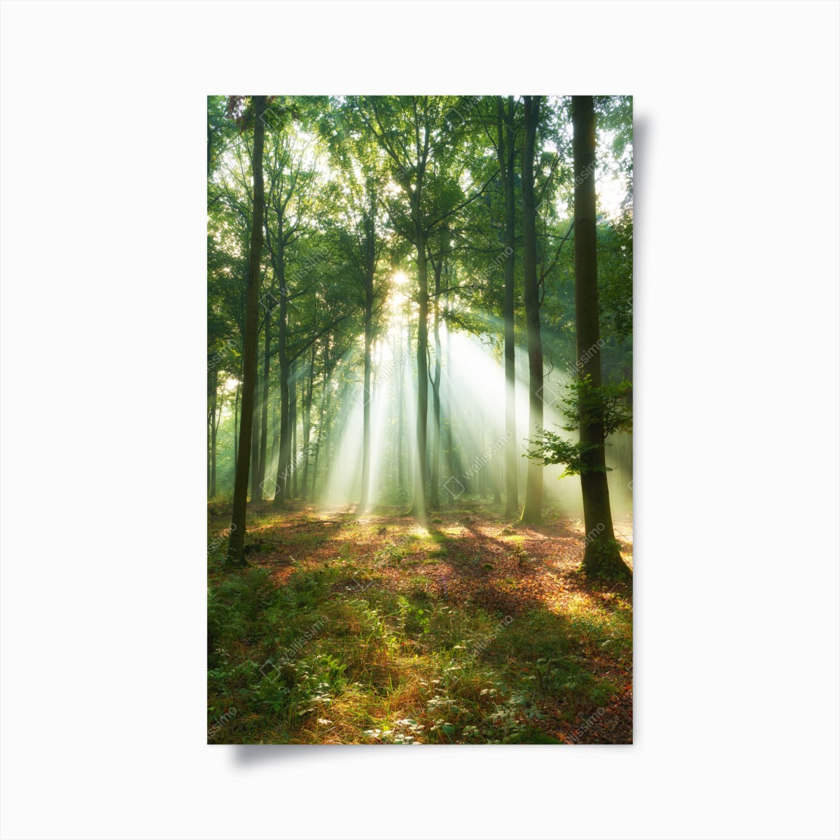 Poster mattino nel bosco: raggi di luce tra gli alberi • Wallissimo®