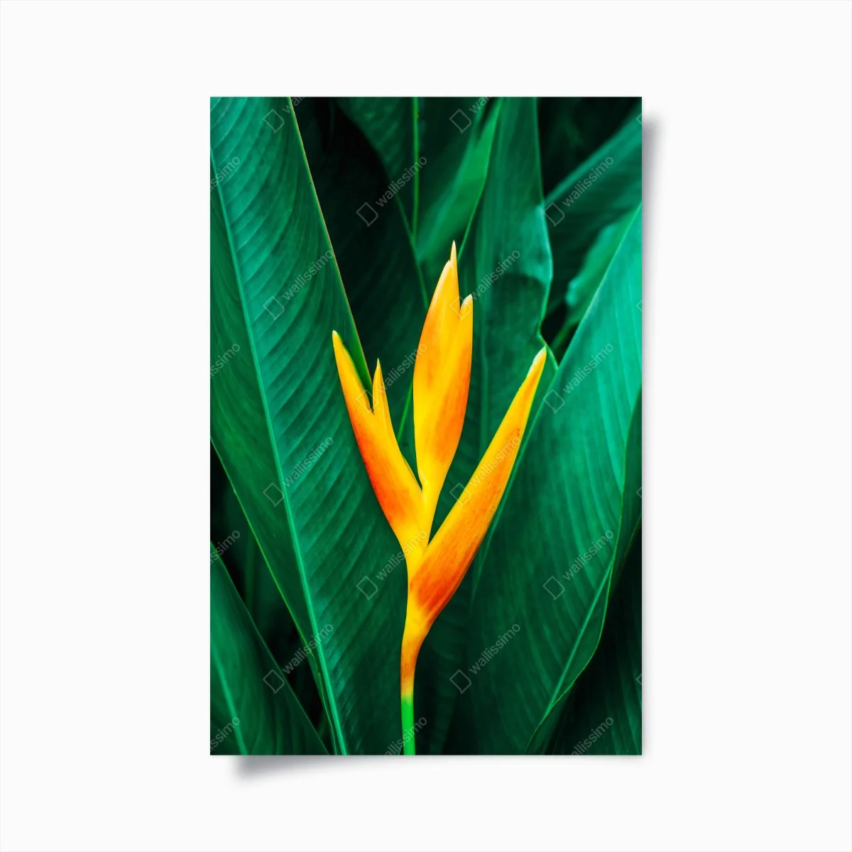 Poster eleganza tropicale: fiore giallo su foglie verdi • Wallissimo® Poster eleganza tropicale: fiore giallo su foglie verdi • Wallissimo®