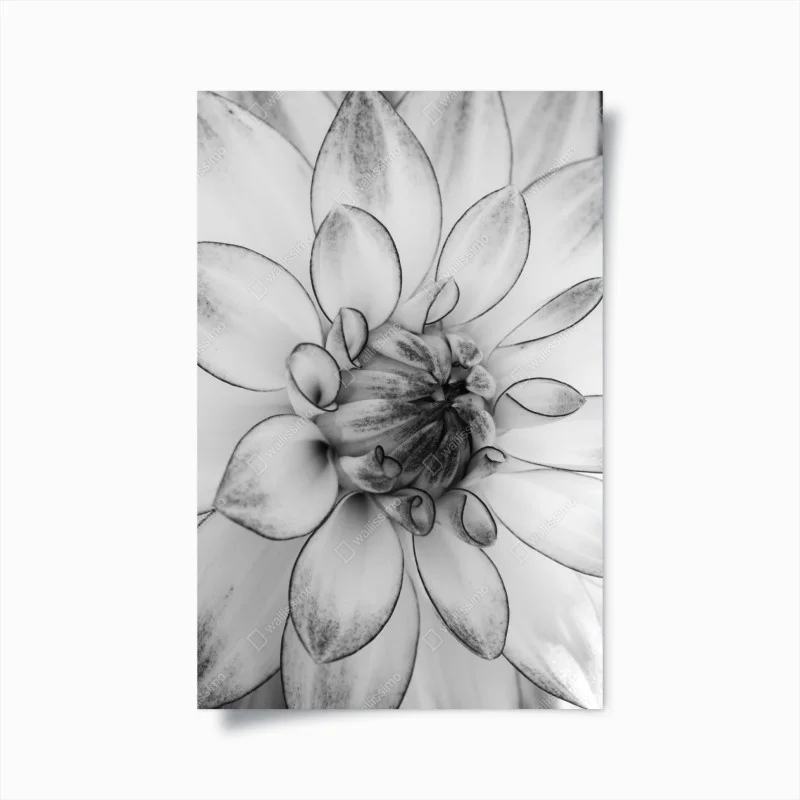 Poster eleganza floreale in bianco e nero