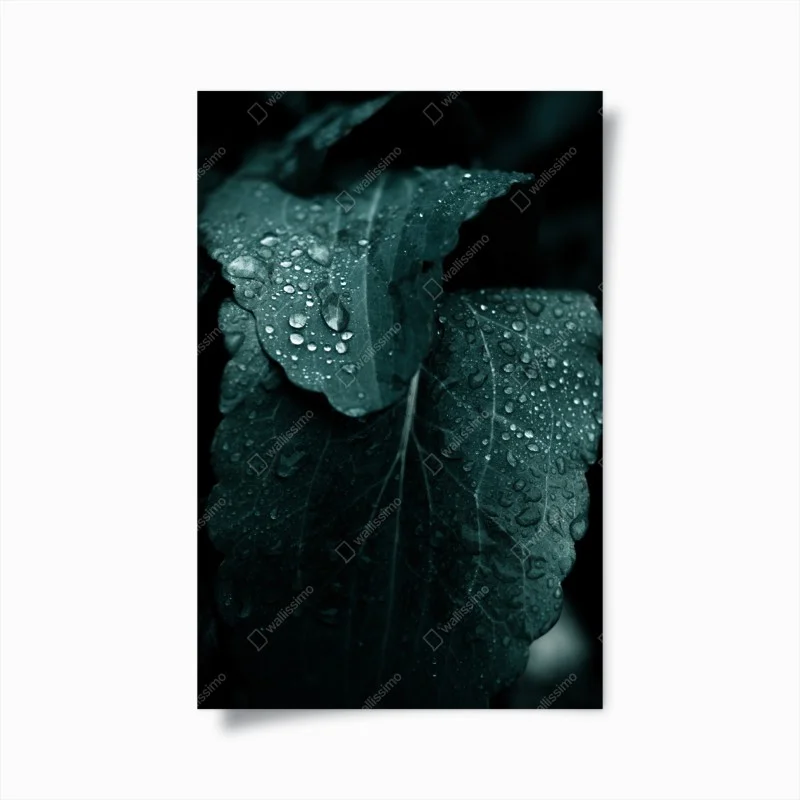 Poster dettaglio botanico: foglia con gocce