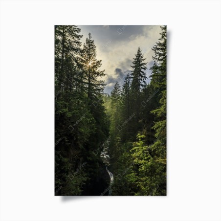 Poster luce dorata nella gola della foresta • Wallissimo®