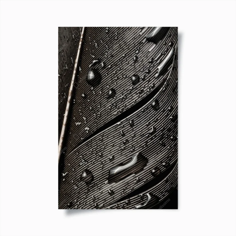 Poster dettaglio di piuma bagnata in bianco e nero
