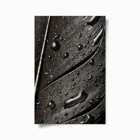 Poster dettaglio di piuma bagnata in bianco e nero • Wallissimo®