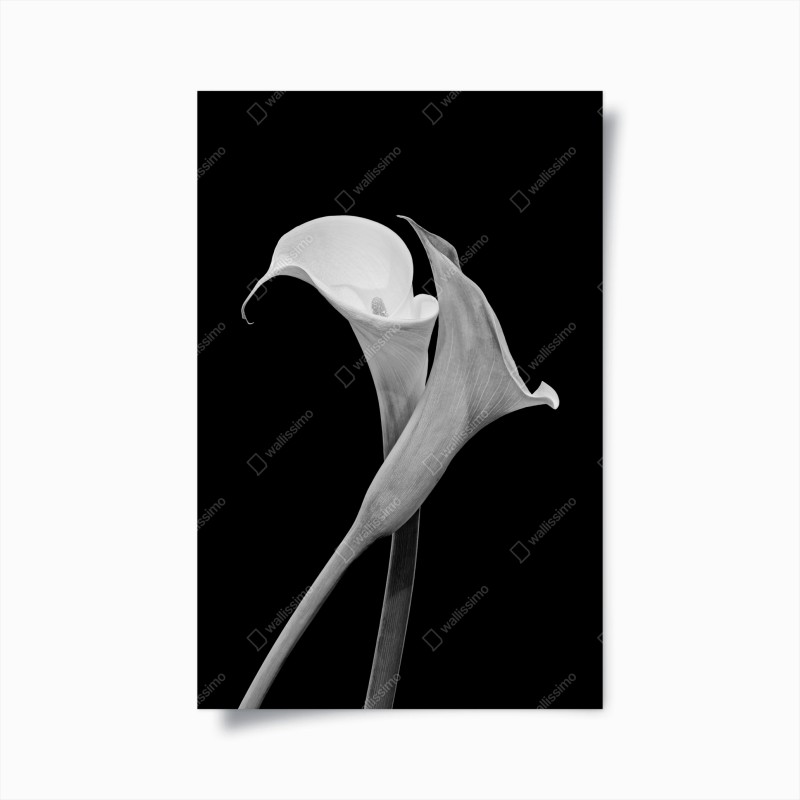 Poster eleganza di calla in bianco e nero