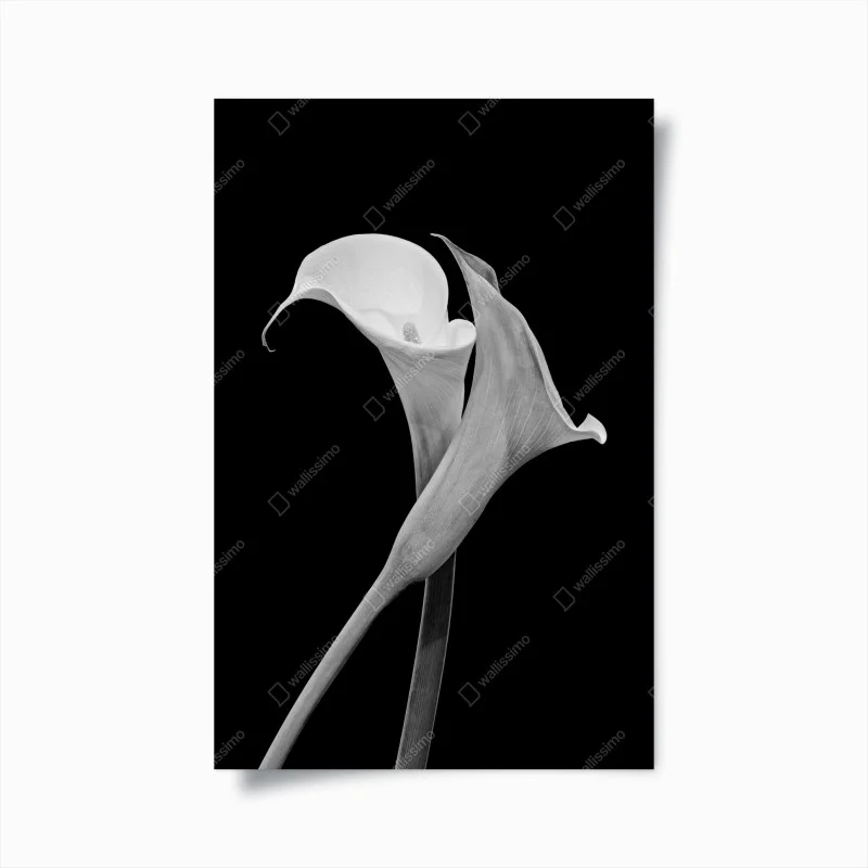 Poster eleganza di calla in bianco e nero